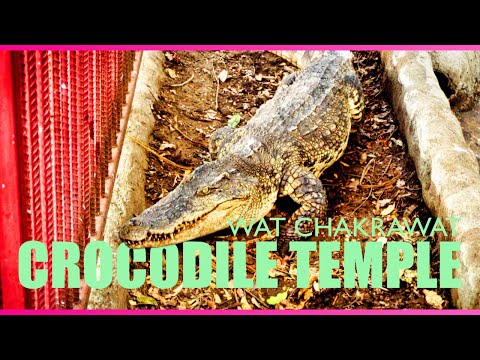 Bangkok&#039;s Crocodile Temple - Wat Chakrawat - Bangkok, Thailand Travel