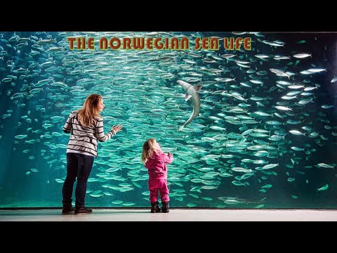 Ålesund Aquarium: Atlanterhavsparken: The Norwegian Aquarium